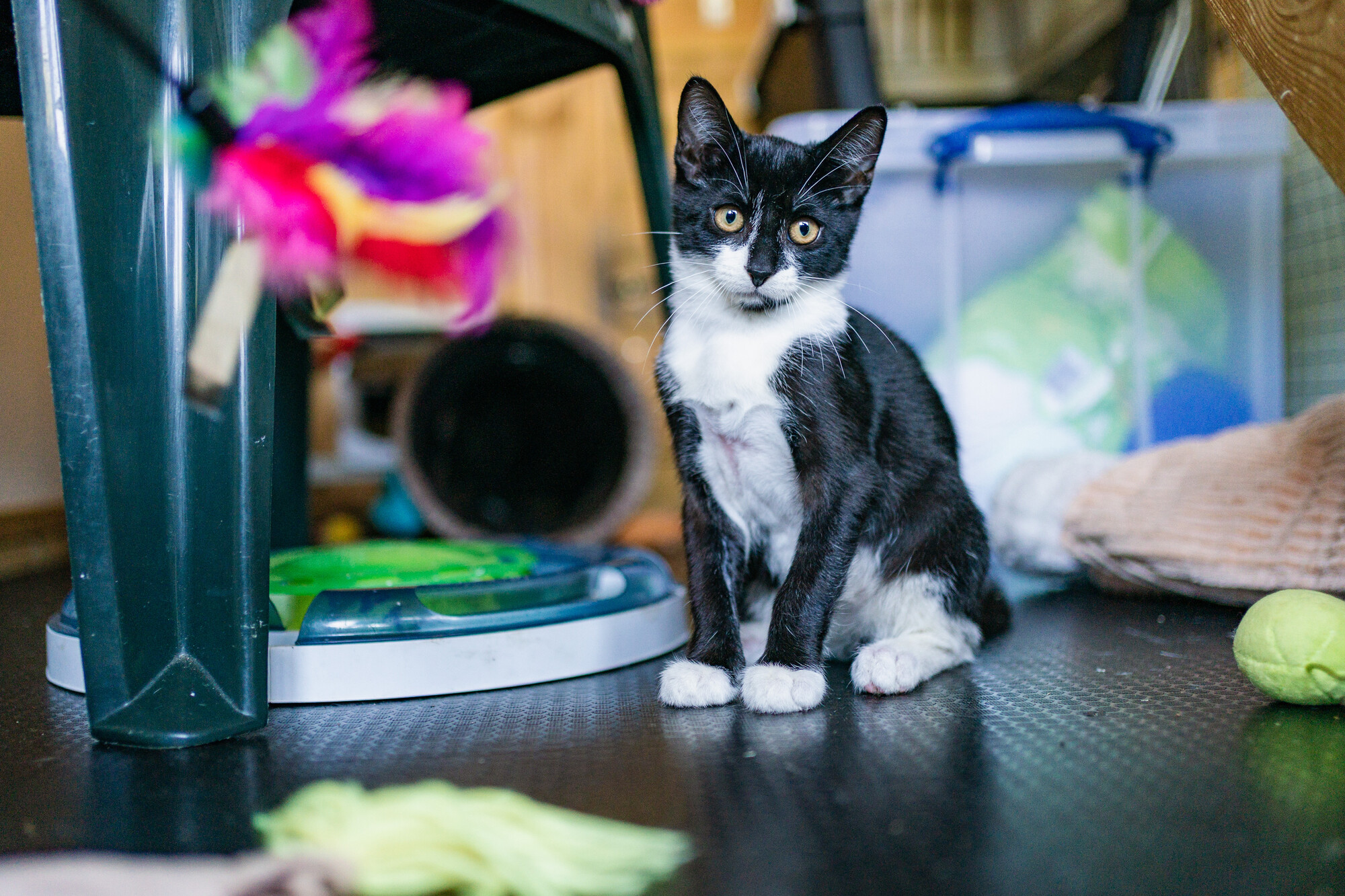 Black and white kitten Noodles sits on a dark floor besides some toys including a pink and purple coloured feather toy