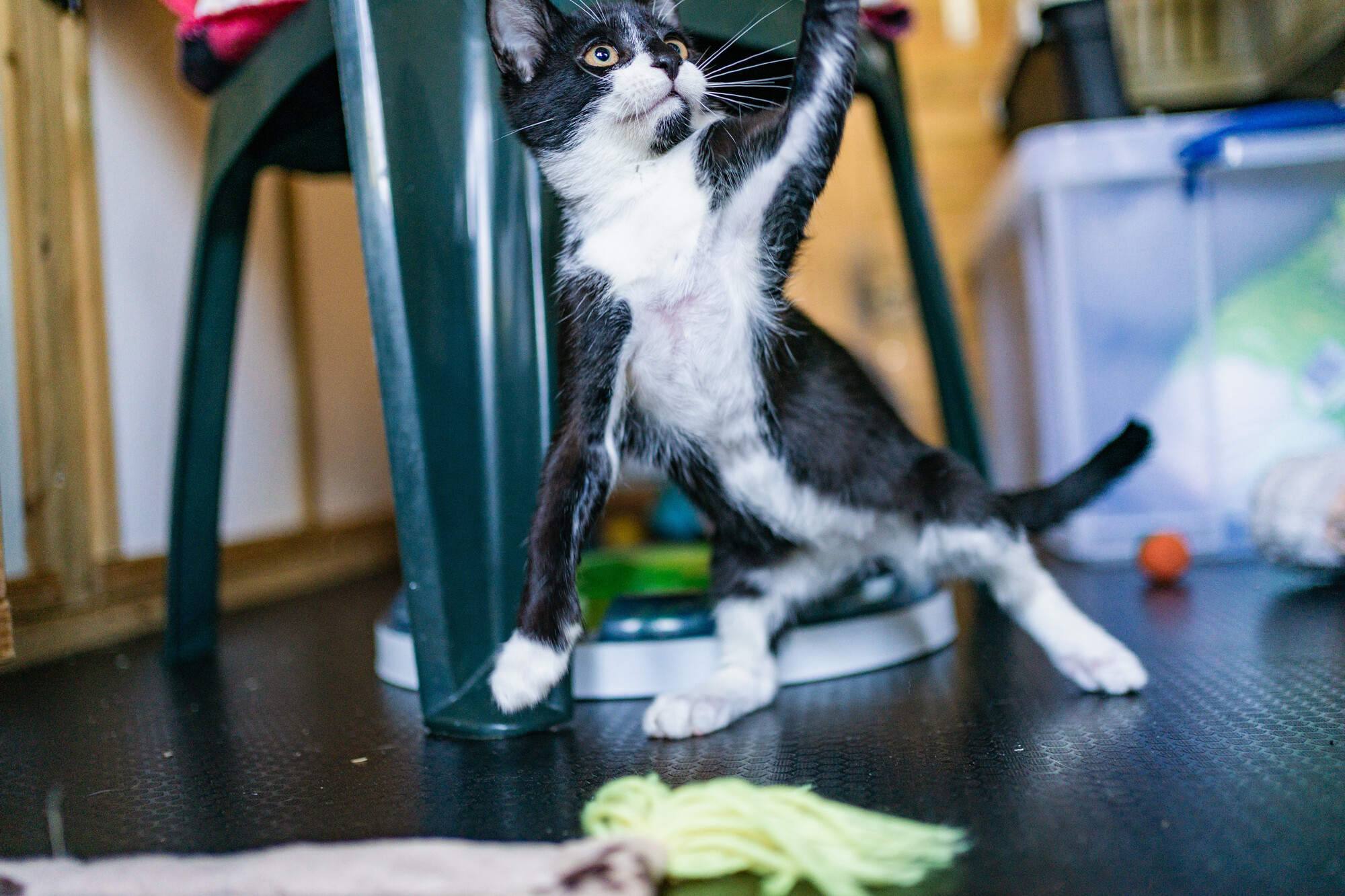 Black and white kitten Noodles leaps up in the air to grab something with his left paw. You can see in this photo how all of the hair has grown back on his stomach, which had been covered in burns.