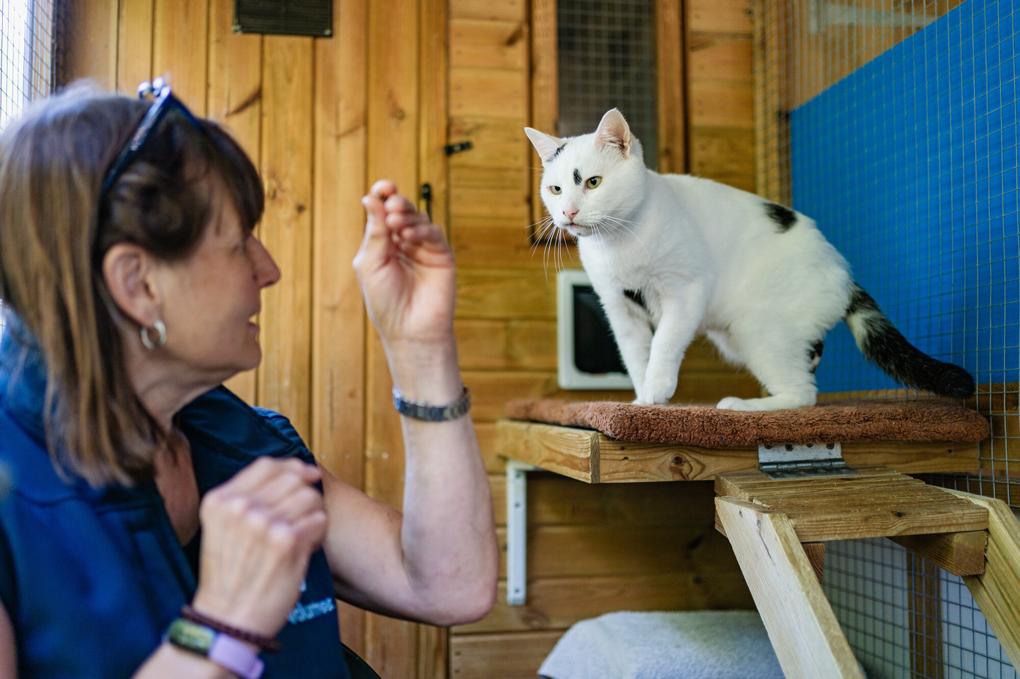 White cat Harvey, who has a black tail and small black spotches elsewhere, is sat on a platform of his cat chalet, looking at a treat held in the hand of his foster carer.