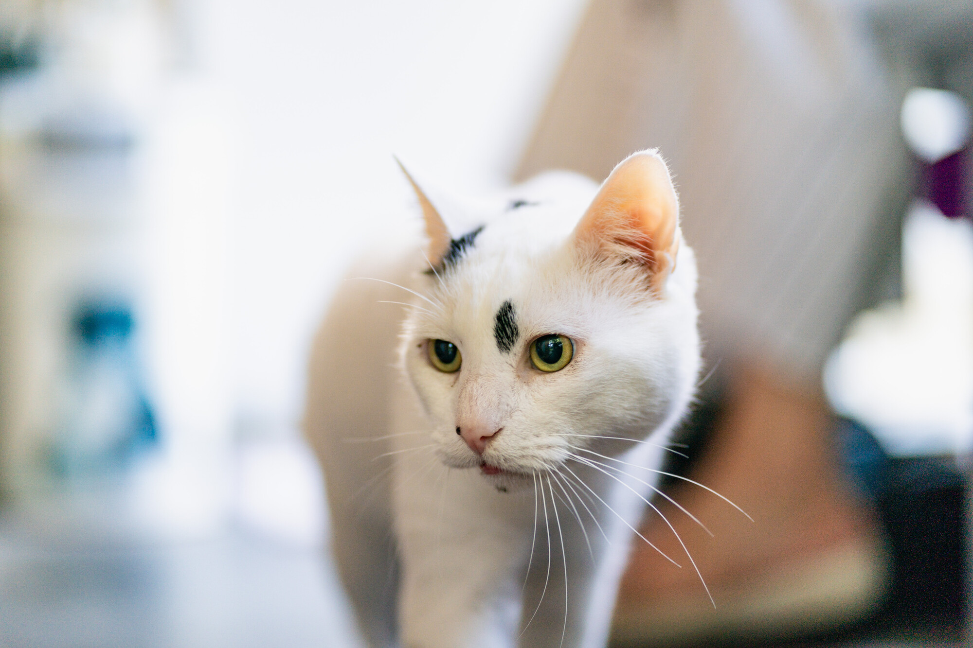 White cat walking with his head turned slightly to the right. A person is sat in the background.