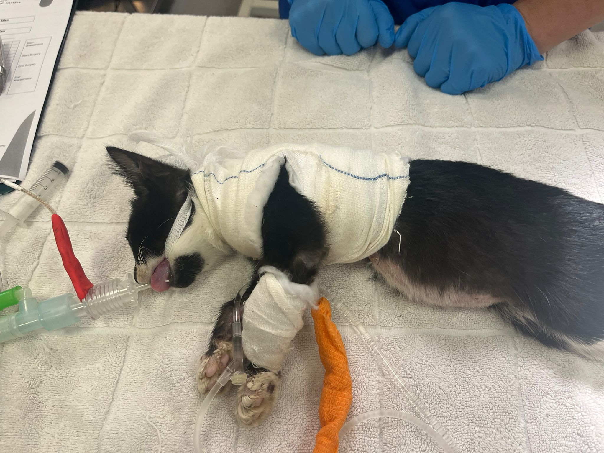 Cat Noodles, who is covered in bandages, goes under anaesthetic to have his bandages removed