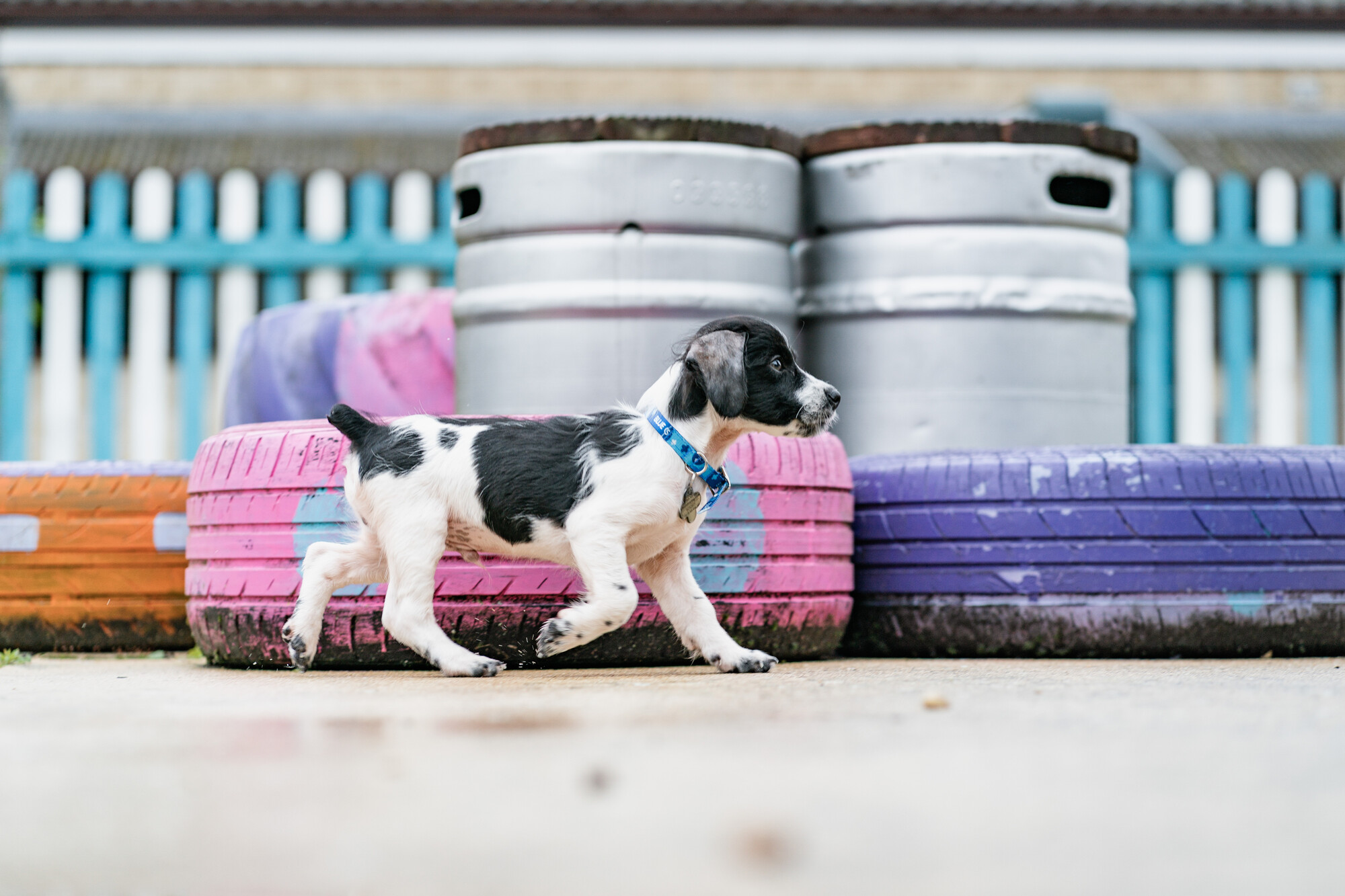Puppy Piglet walks beside some coloured tyres on the concrete floor of the centre's puppy playpen