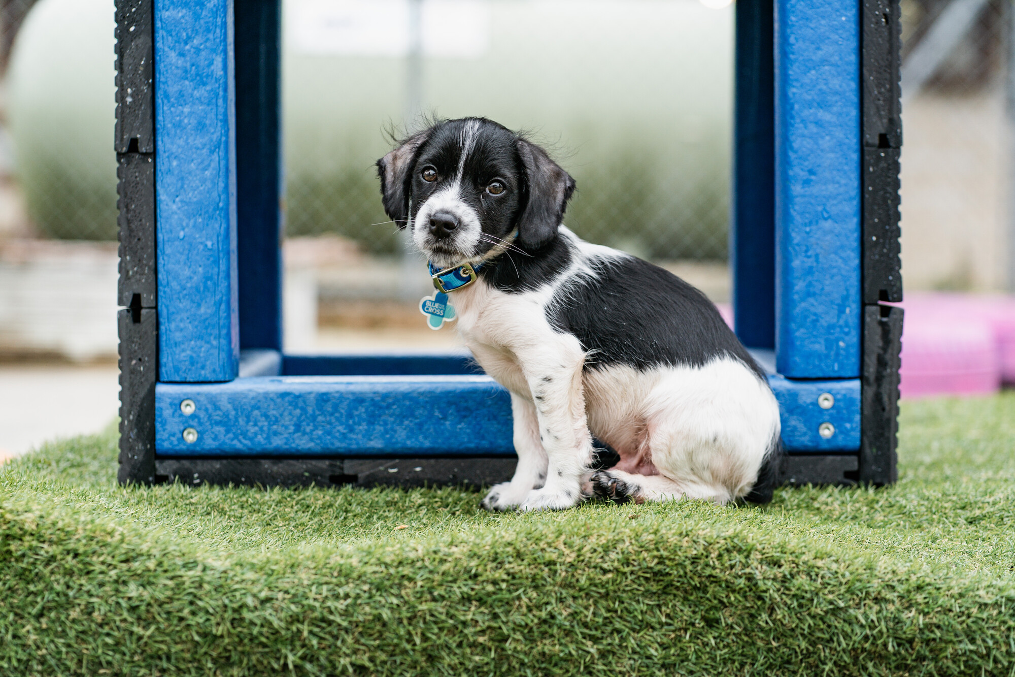 Black and white puppy Piglet sits with his head looking to the left at the camera. He is on a green false grass box and in front of a blue tunnel in the background