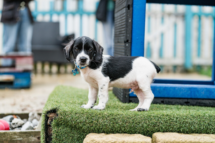 Black and white spaniel puppy with a docked tail standing in a dog playground