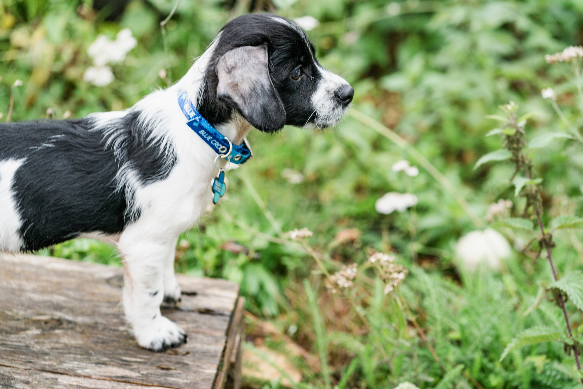 Black and white puppy Piglet stands on a wooden platform and looks out into a garden. He wears a blue Blue Cross collar and tag.