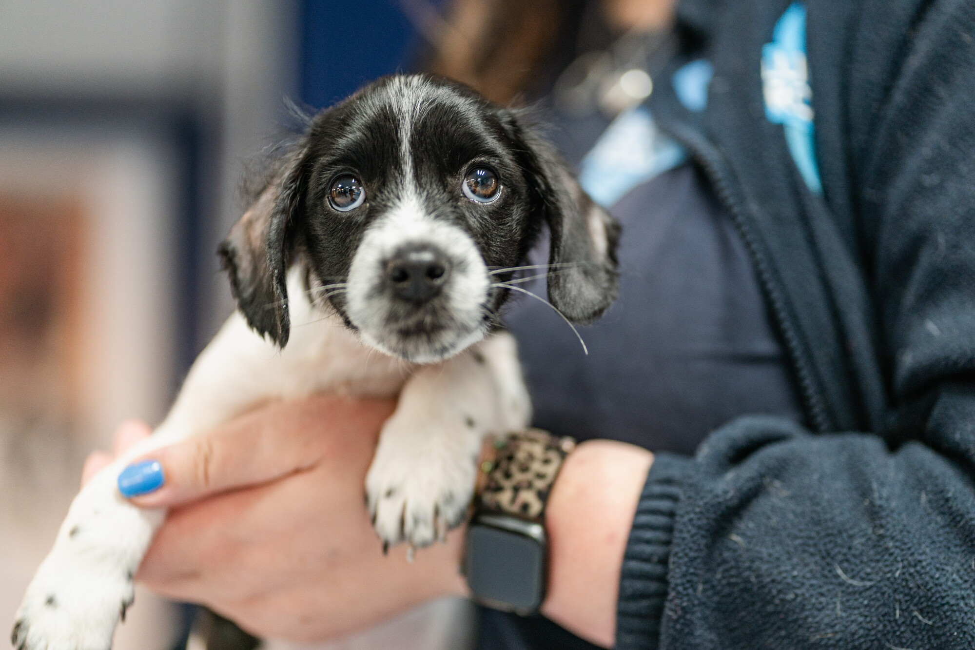 Puppy Piglet is held by a team member wearing a navy sweatshirt. Piglet is facing the camera, looking upwards and a little sad.