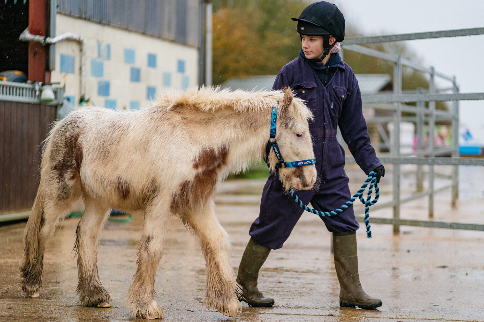 White pony with brown patches wearing a Blue Cross head collar, being led across the yard by a member of the team wearing navy overalls and wellies