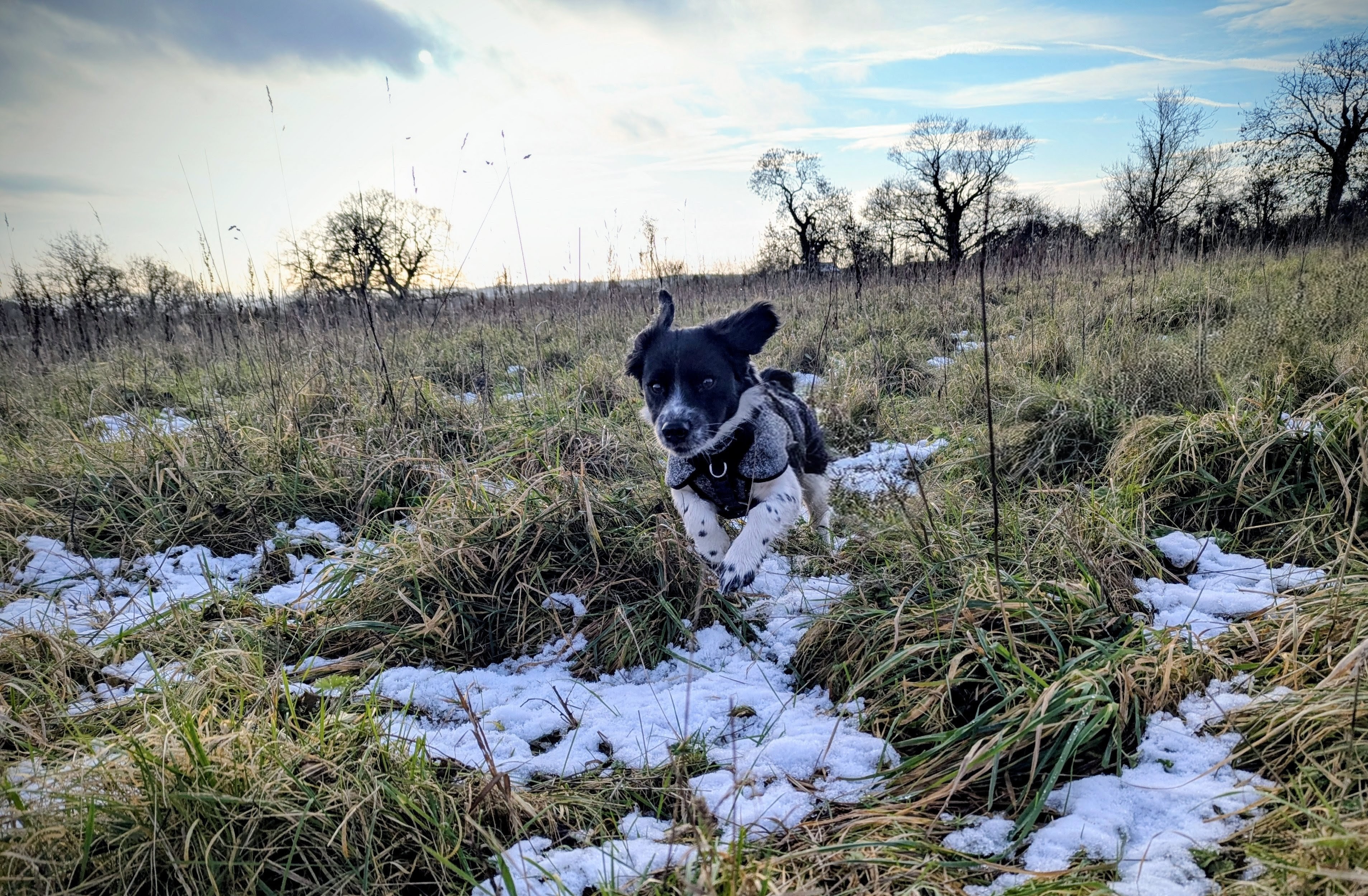 Dog Piglet wearing a grey coat running over some long grass with ears flying in the air. There is some residual snow on the ground.