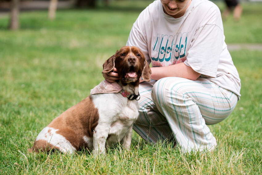 Brown and white spaniel sitting on the grass next two a woman crouching down