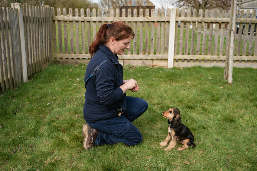 Black and brown spaniel sitting down looking at a kneeling woman while she holds some treats in her hand