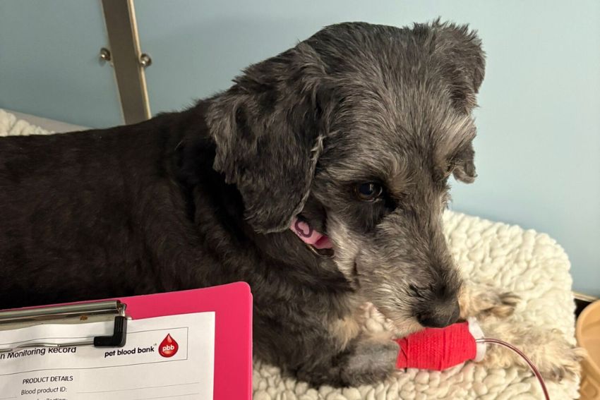 Grey terrier dog lying on some vet bed with a red bandage and tube going into her right front leg 