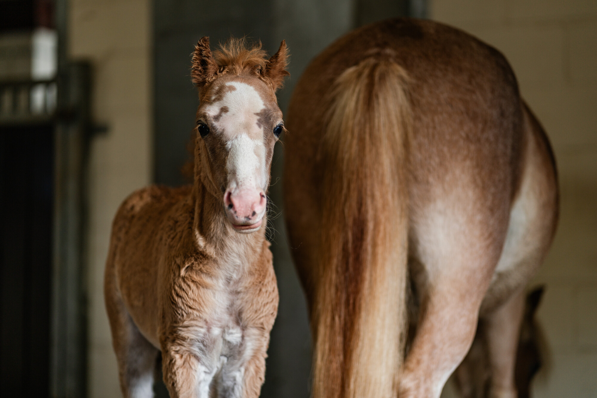 Foal Alpine stands looking to camera next to mum, who has her back turned. They're inside a stable.