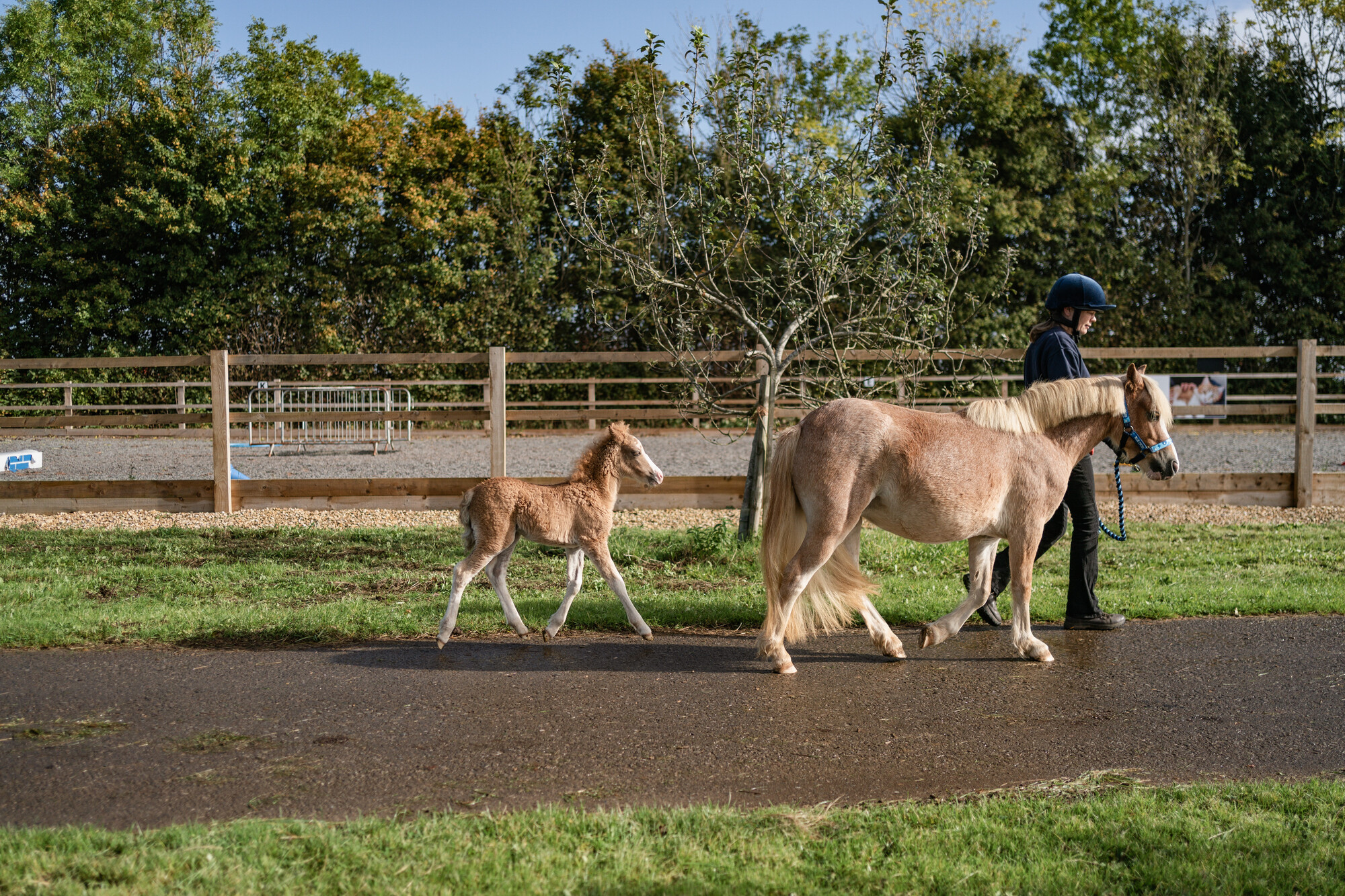 Foal Alpine walks behind mum Strawberry who is being led along a concrete path with grass either side by a Blue Cross worker