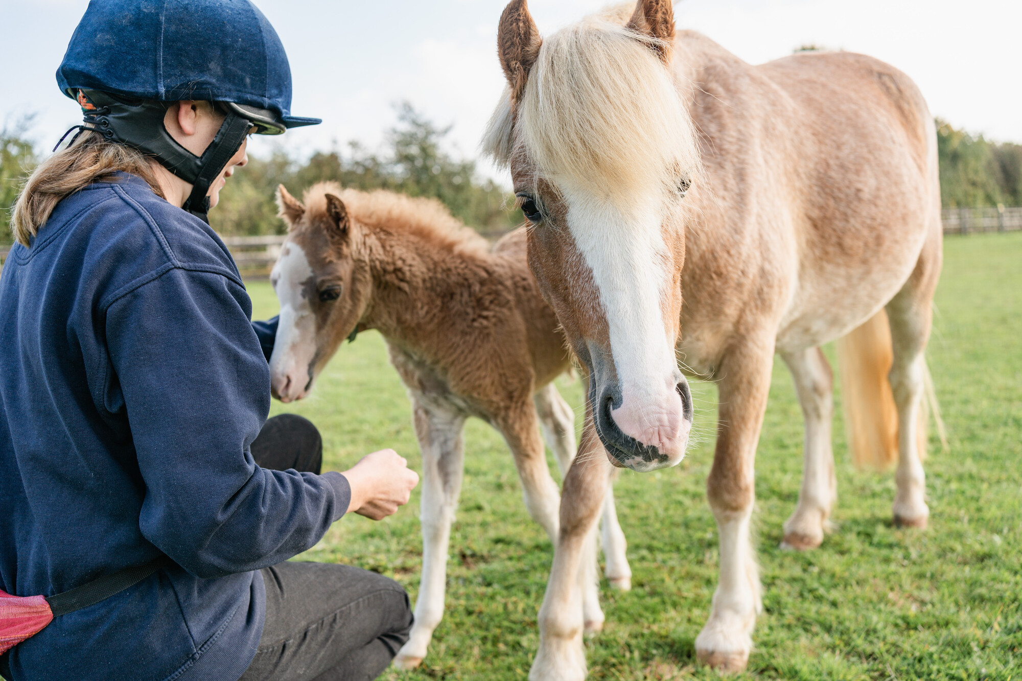 Blue Cross worker wearing navy clothes and helmet gives foal Alpine a fuss alongside mum. They're in a grassy field.