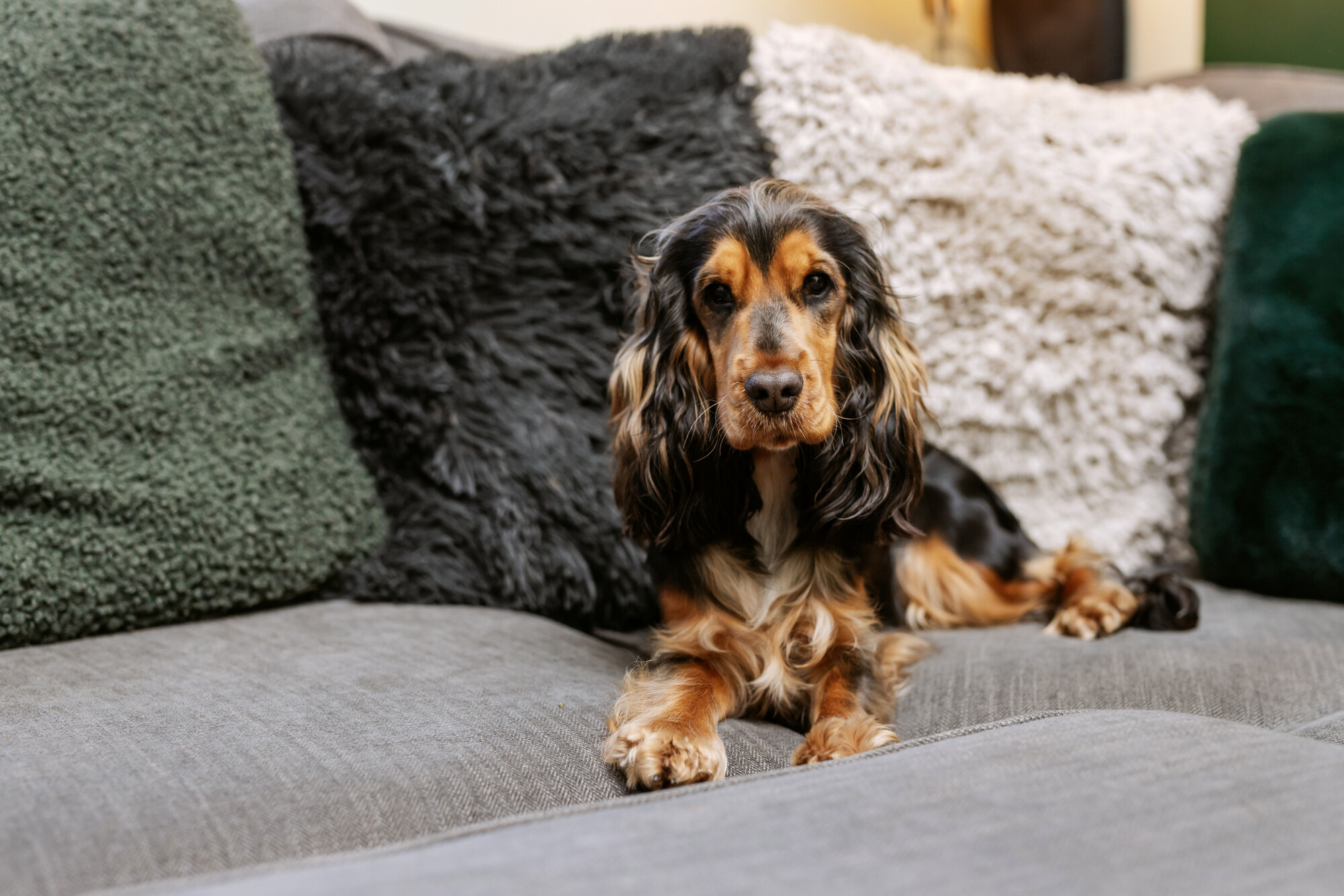 Black and tan spaniel Lilly lies on a grey sofa with plush cushions in the background.