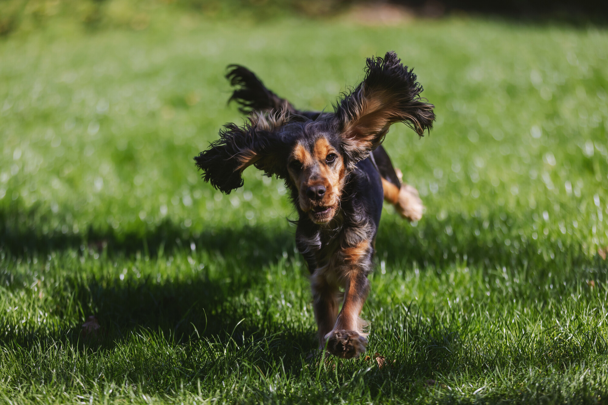 Black and tan spaniel Lilly runs over some lush grass. Her ears are flying in the air and her back legs are off the ground