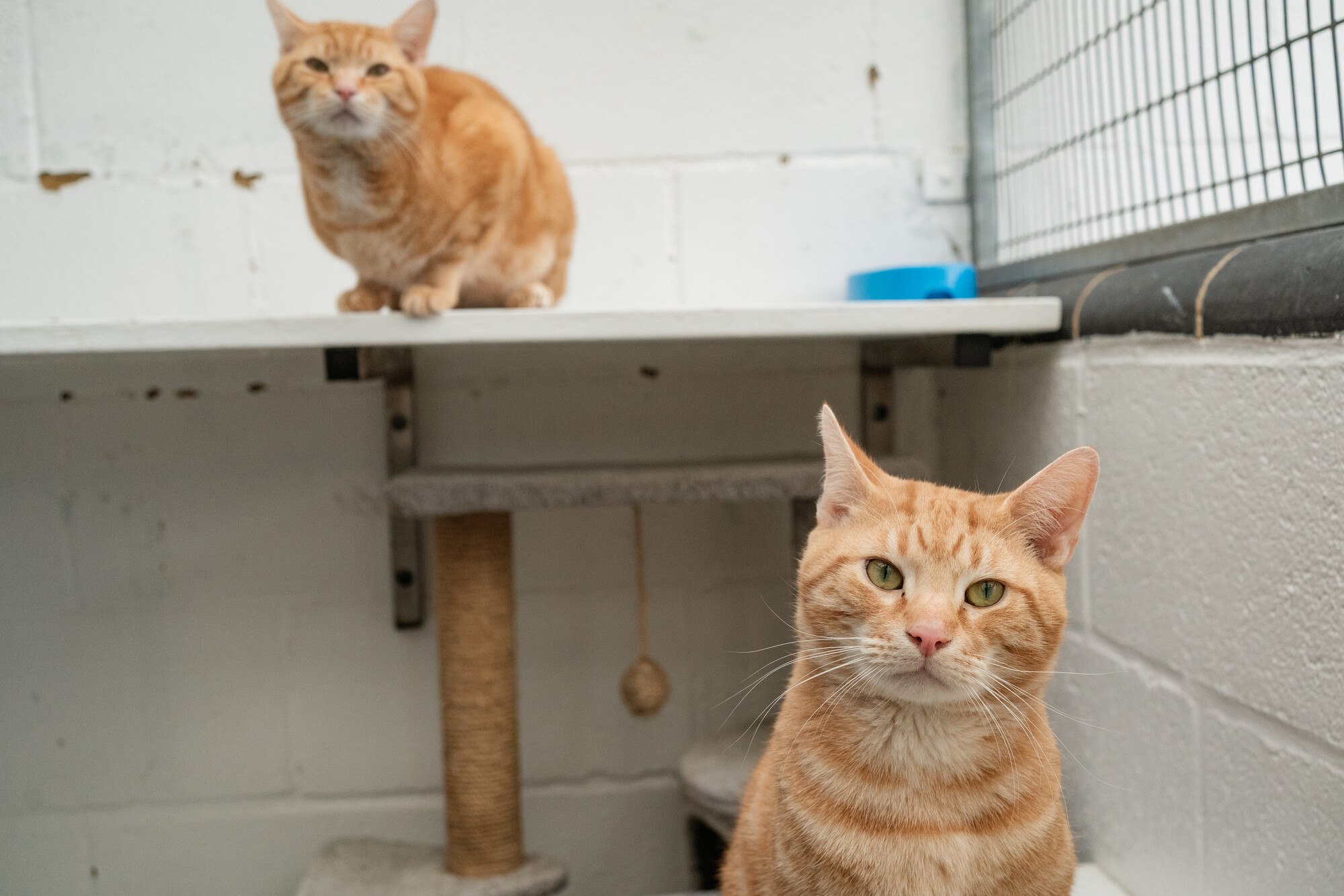 Two ginger tabby cats in a cat kennel. One sits at the forefront looking into the other camera, and the other is on a shelf behind.