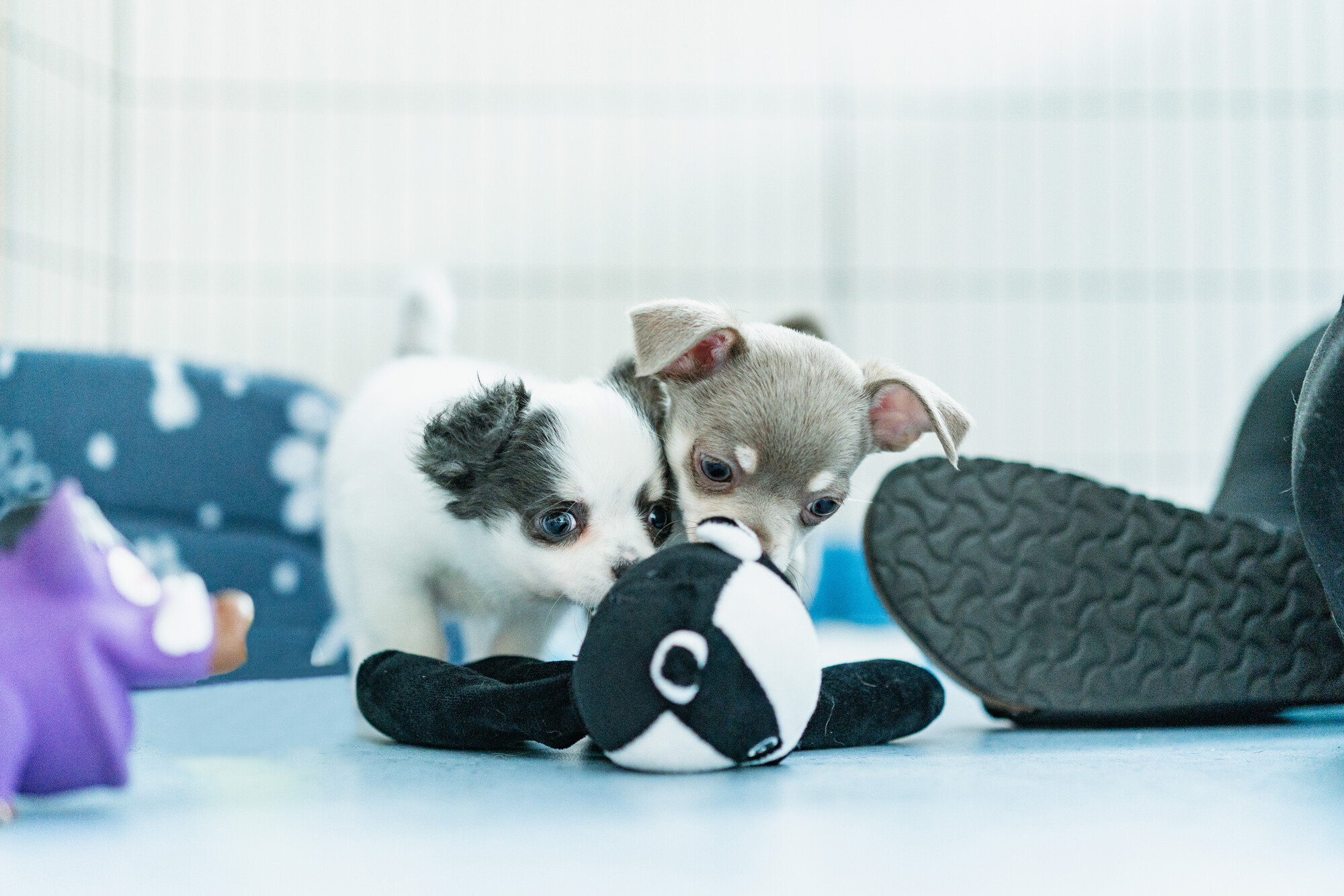 Puppies Gizmo and Potato play together with a black and white toy