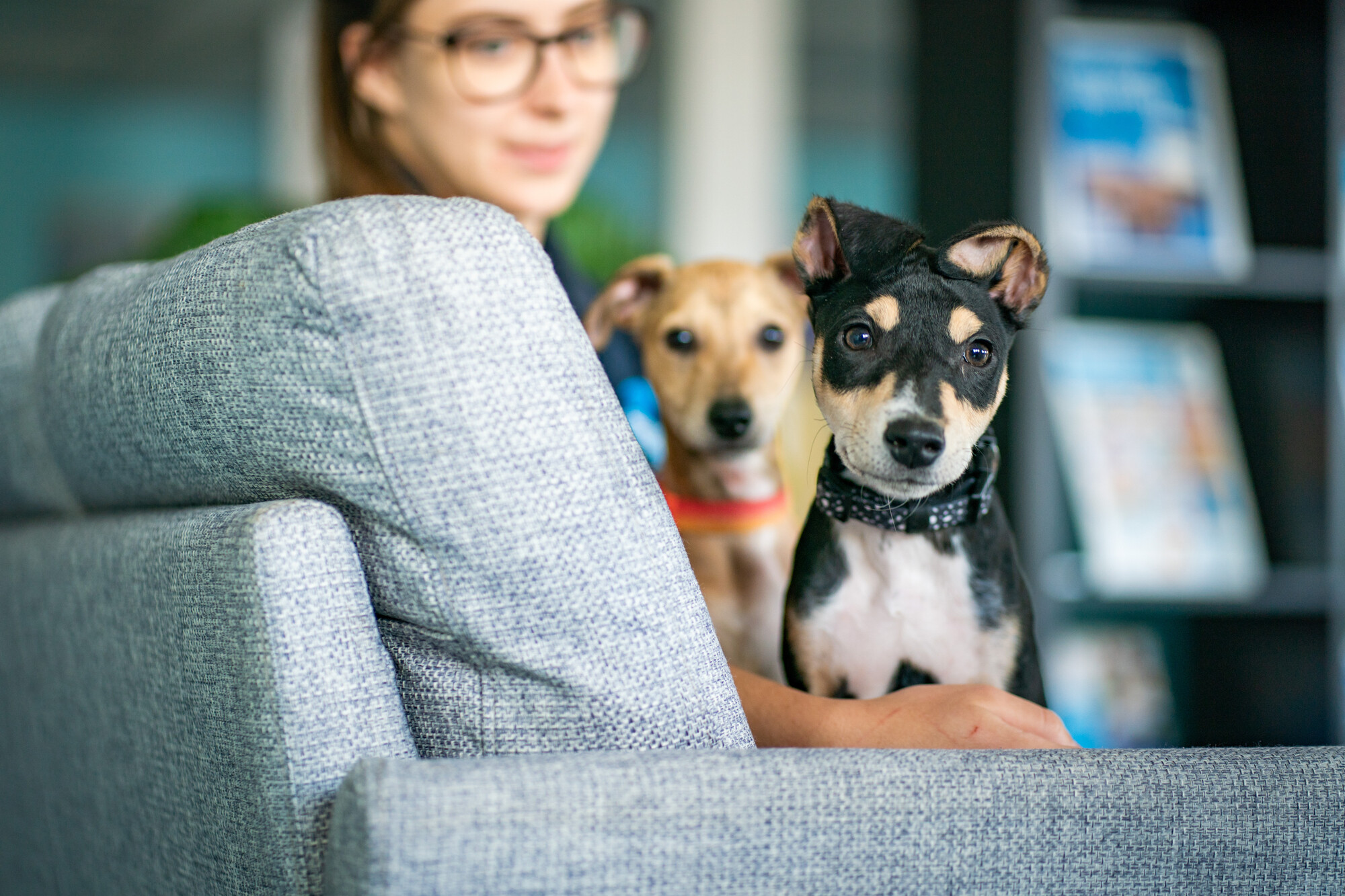Two small whippet dogs sit close together on a light grey couch, one tan with a red collar and one black‑and‑tan with a patterned collar. A person wearing glasses sits behind them, slightly out of focus, with a bookshelf visible in the background.