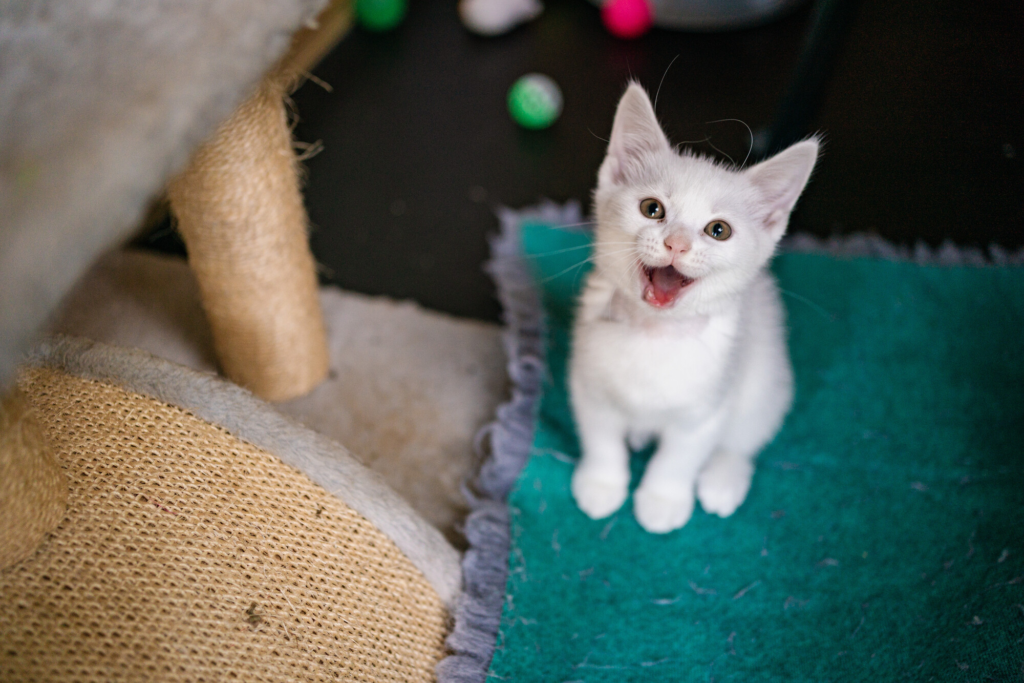 White kitten sitting on vet bed staring up at the camera and miaowing