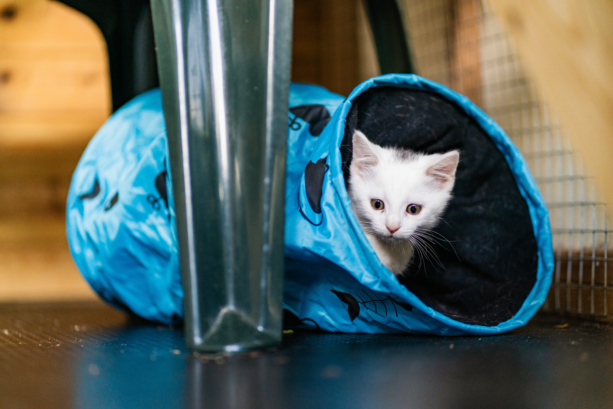 White kitten peeking out from the opening of a blue play tunnel with black paw-print designs. The tunnel sits on a dark wooden floor beneath furniture, with a wire pet enclosure visible in the background.