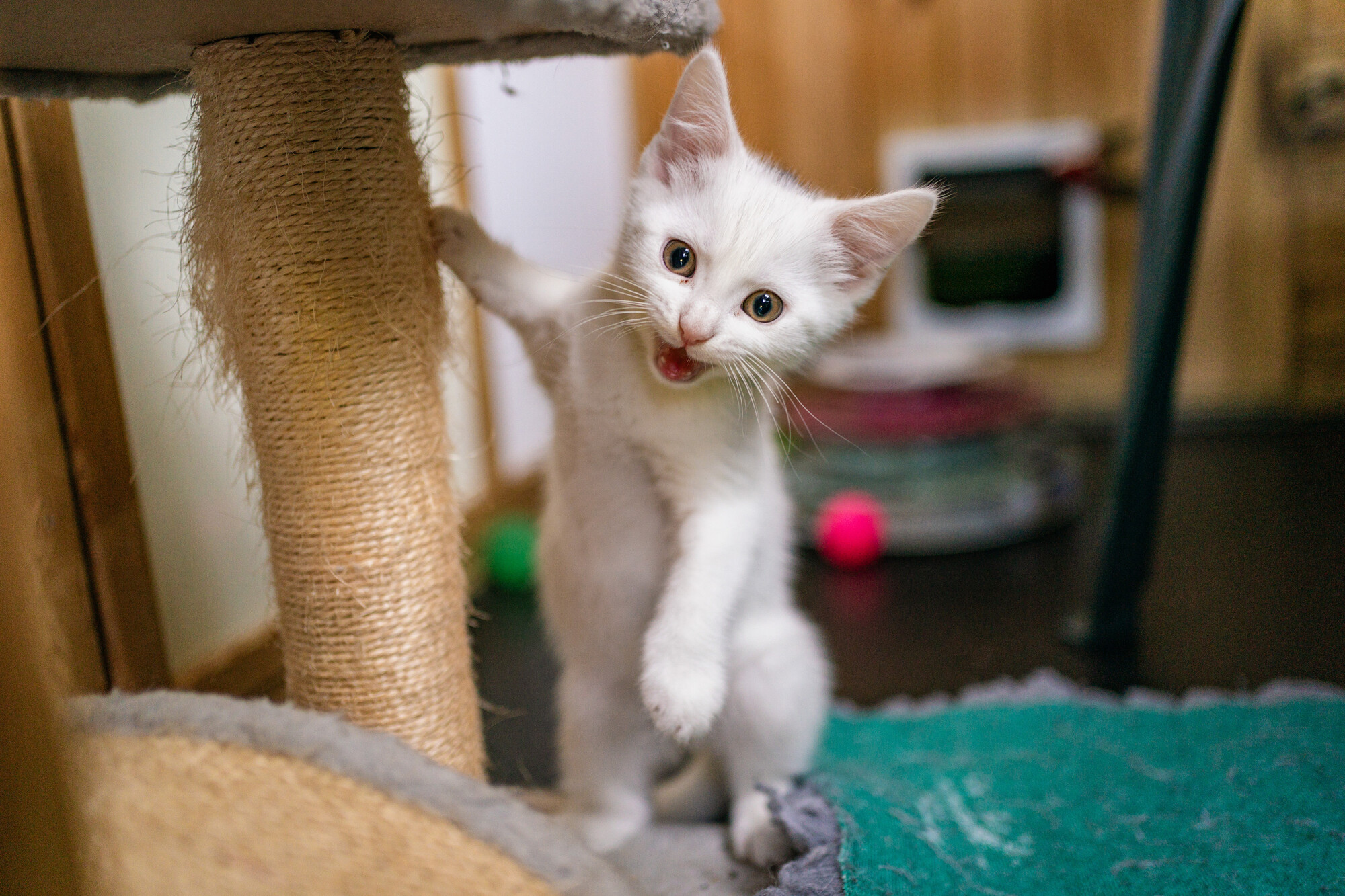 White kitten standing beside a sisal-wrapped scratching post on a cat tree, with one paw raised and mouth open. The kitten is indoors on a dark floor, with colourful cat toys and pet furniture blurred in the background.