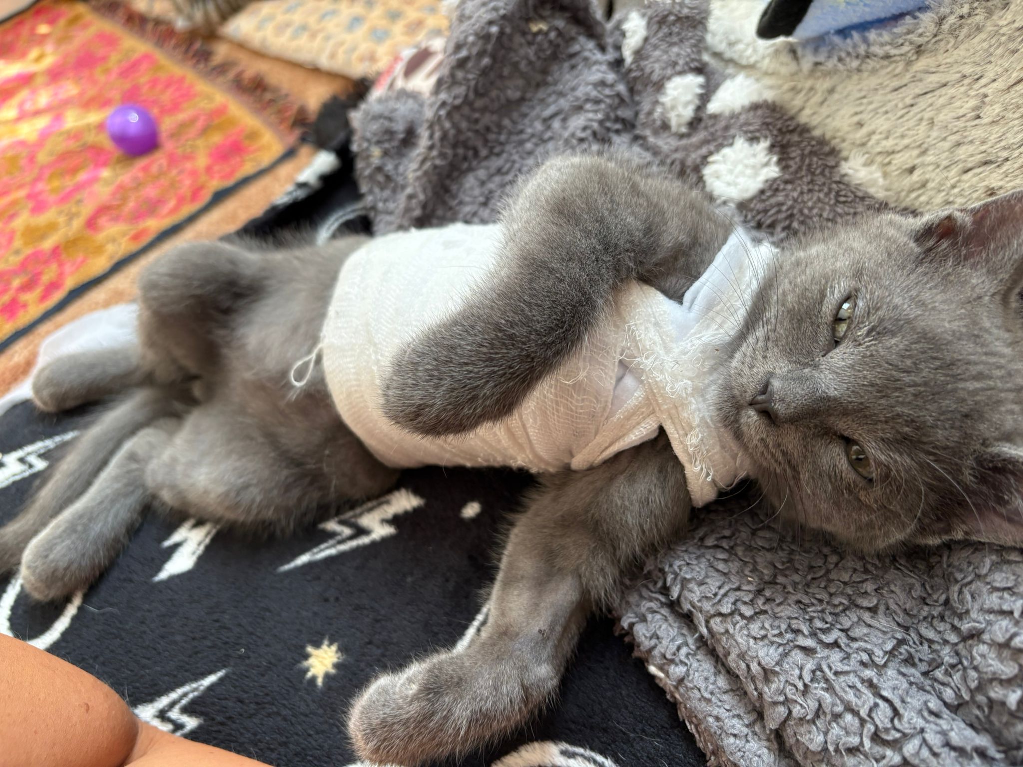 Grey kitten lies on his back on grey and black carpet wearing plaster cast round his torso