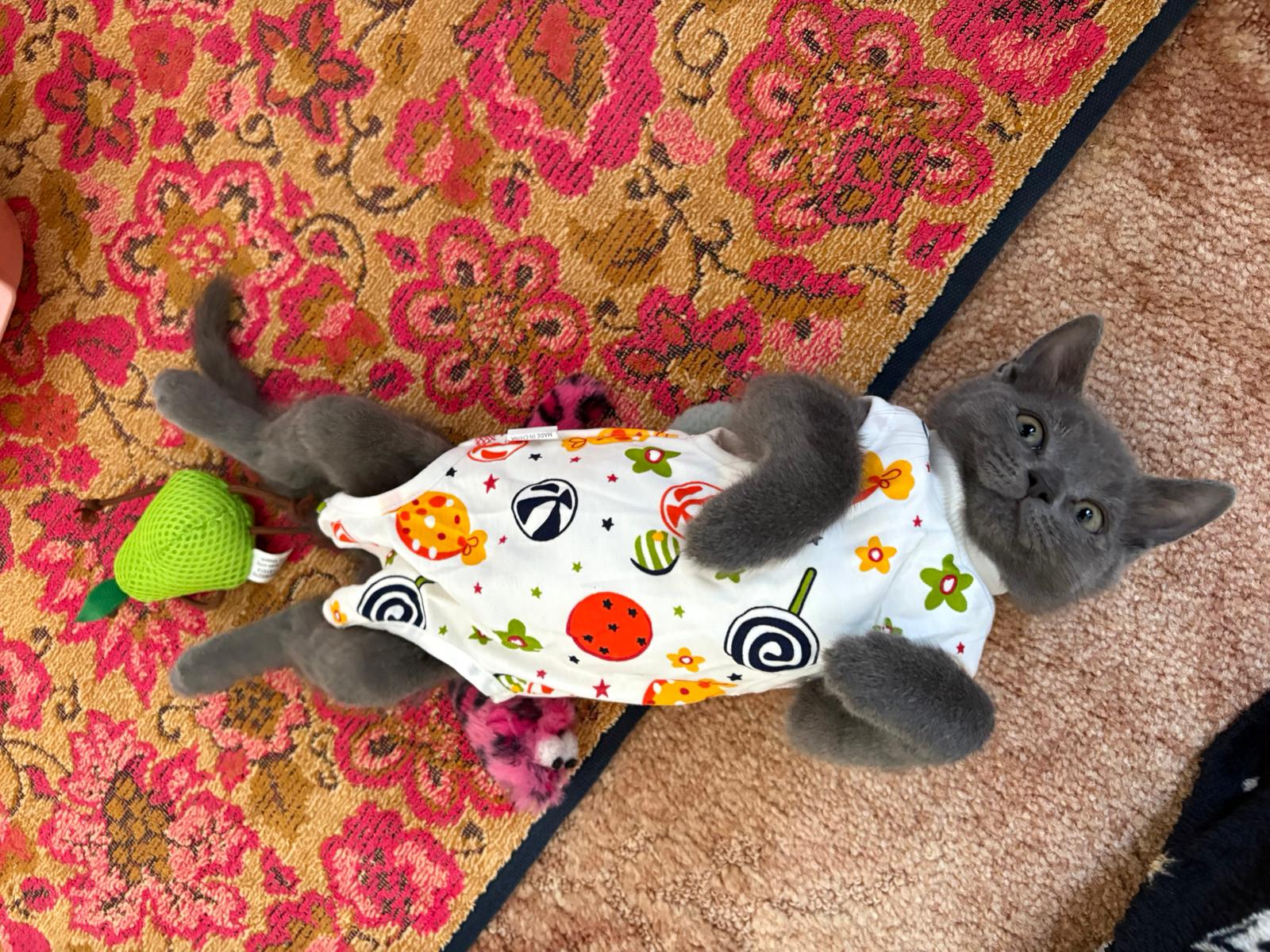 Grey kitten Cecil lays on a patterned pink and orange rug. He is lying on his back and is wearing a white babygrow with lollipops and flowers on. It covers up the plastercast around his body.