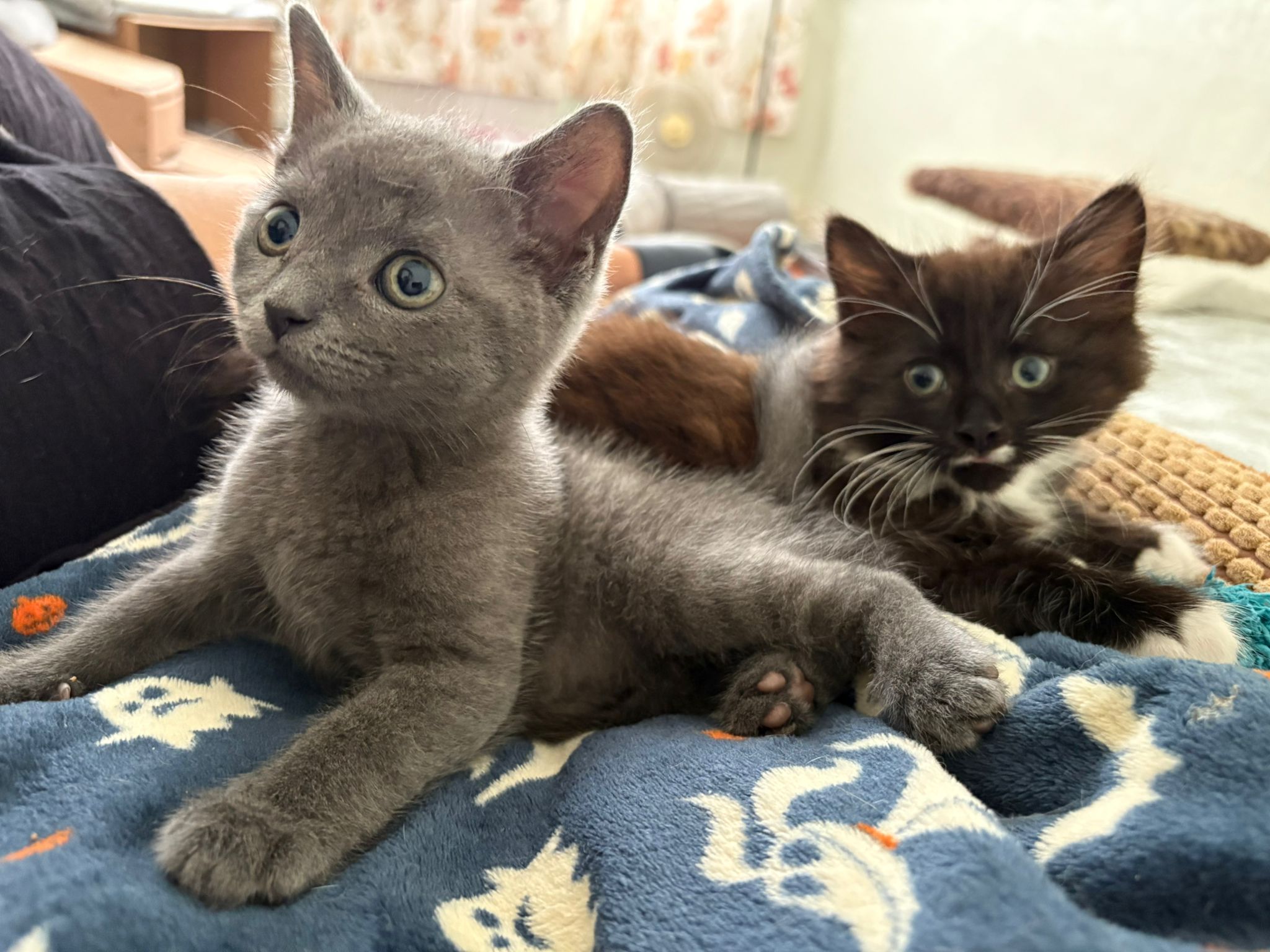 Grey kitten in the foreground laying on blue patterned blanket with black and white kitten in background