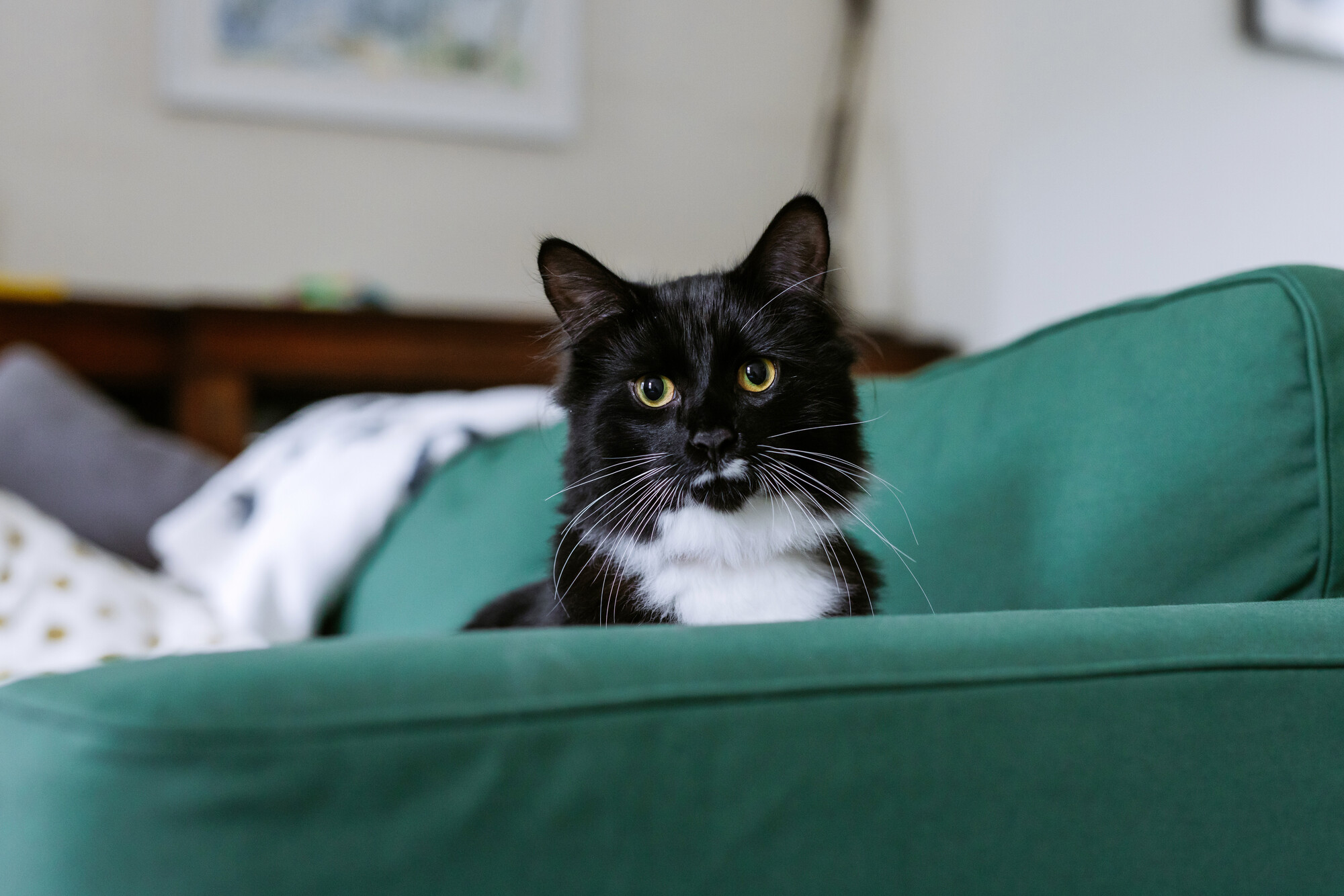 Black and white cat Barty peeks over the armchair of a green sofa