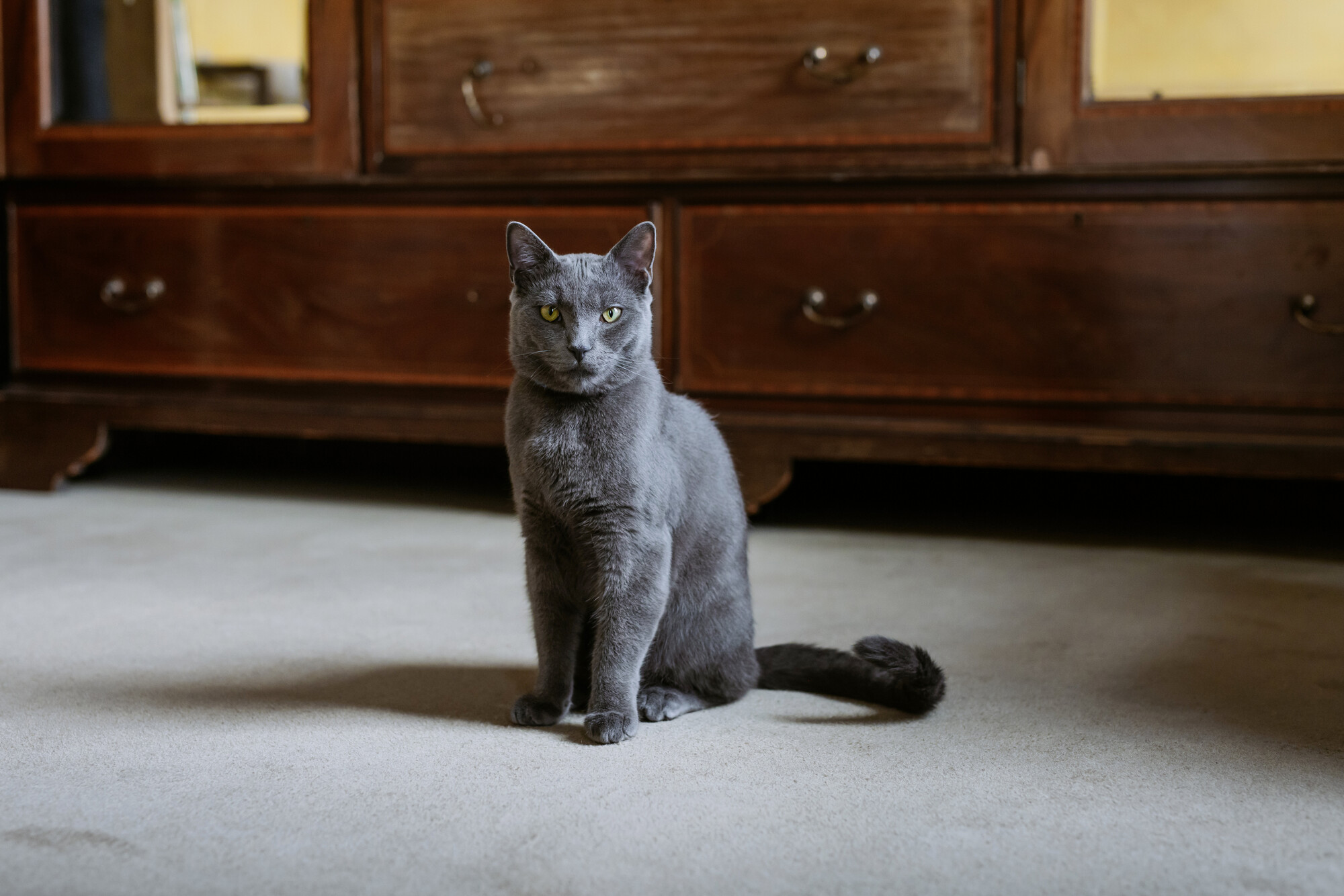 Grey kitten Cecil as an adult cat. Sat upright in front of some dark wood furniture in his new home.