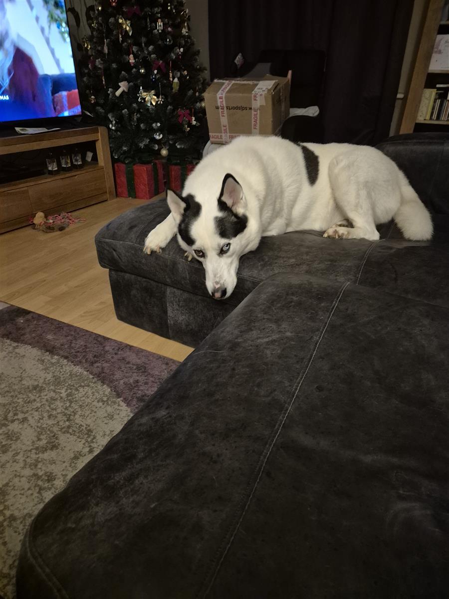 Loki, a 6 years old male Siberian Husky available for adoption from Blue Cross in Bromsgrove, West Midlands