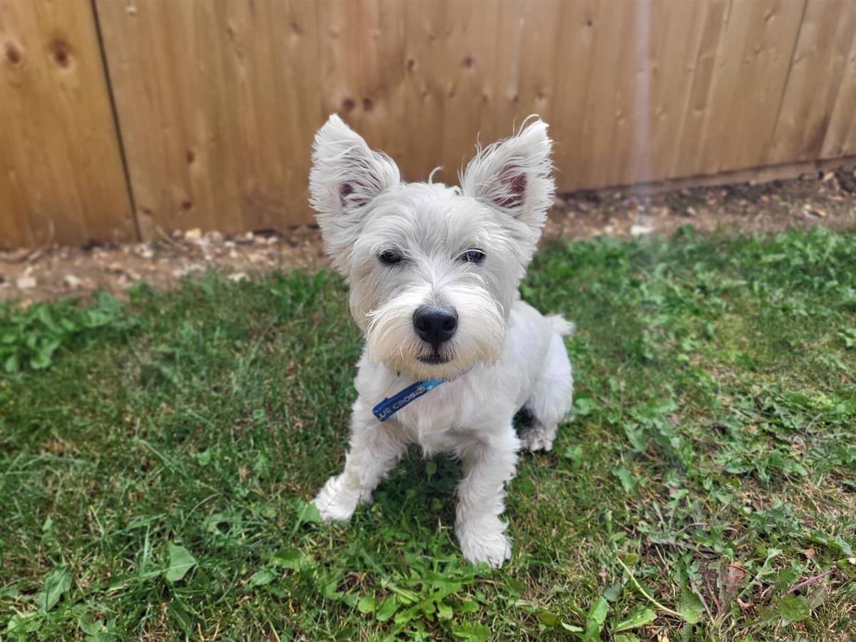 Buddy, a 10 months old male West Highland White Terrier available for adoption from Blue Cross in Suffolk rehoming centre