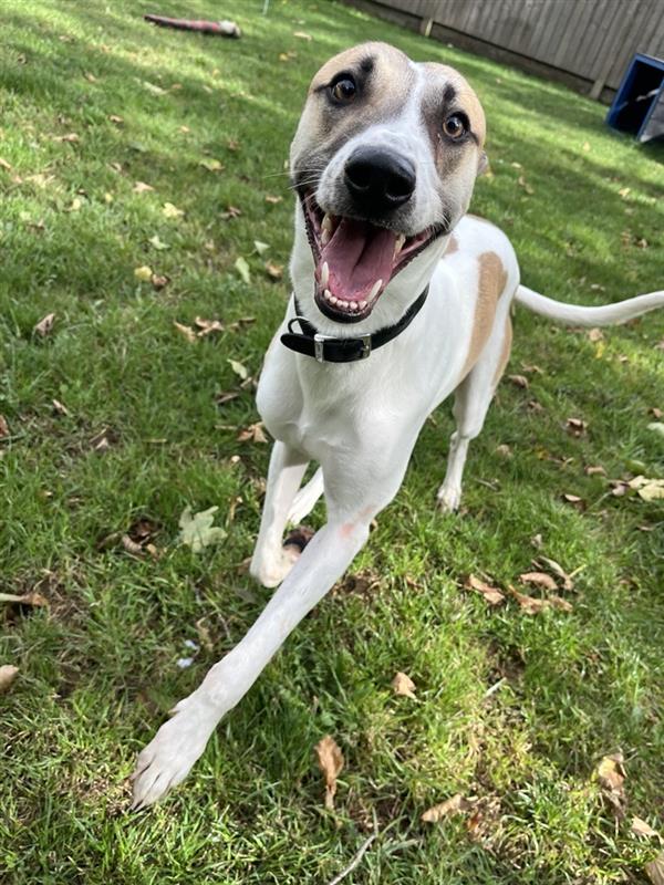 Scampi, a 2 years old male Lurcher available for adoption from Blue Cross in Burford, Oxfordshire