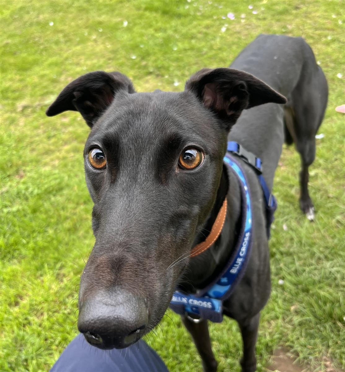 Senna, a 4 years old male Greyhound available for adoption from Blue Cross in West Midlands: Bromsgrove rehoming centre