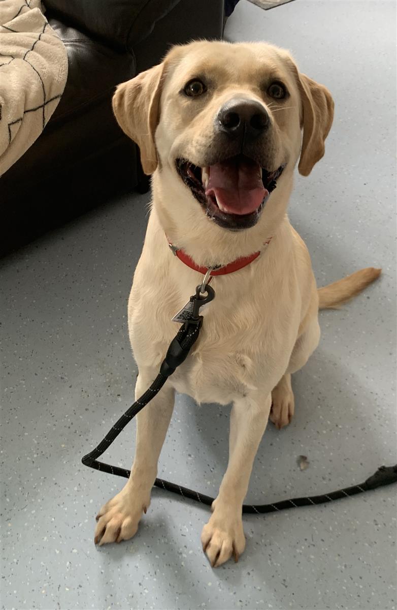 Arlo, a 2 years old male Labrador available for adoption from Blue Cross in Alvescot and Filkins, Oxfordshire
