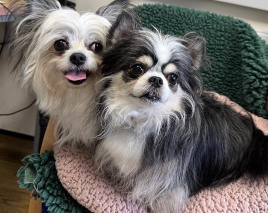 Peaches (and Handsome Boy), a 3 years old female Chihuahua available for adoption from Blue Cross in Oxfordshire: Burford rehoming centre