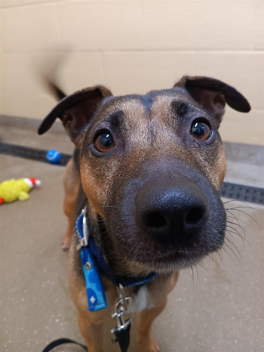 Reggie, a 2 years old male Crossbreed available for adoption from Blue Cross in Yorkshire: Thirsk rehoming centre, North Yorkshire
