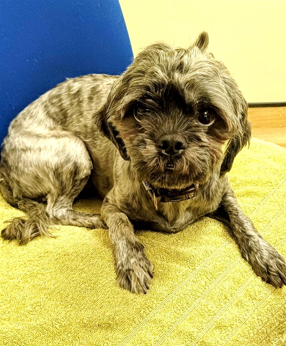Zen, a 3 years old male Shih Tzu available for adoption from Blue Cross in West Midlands: Bromsgrove rehoming centre