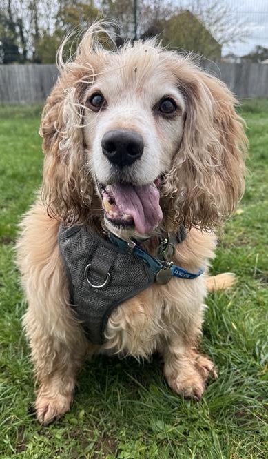Bailey, a 13 years old male Cocker Spaniel available for adoption from Blue Cross in Oxfordshire: Burford rehoming centre