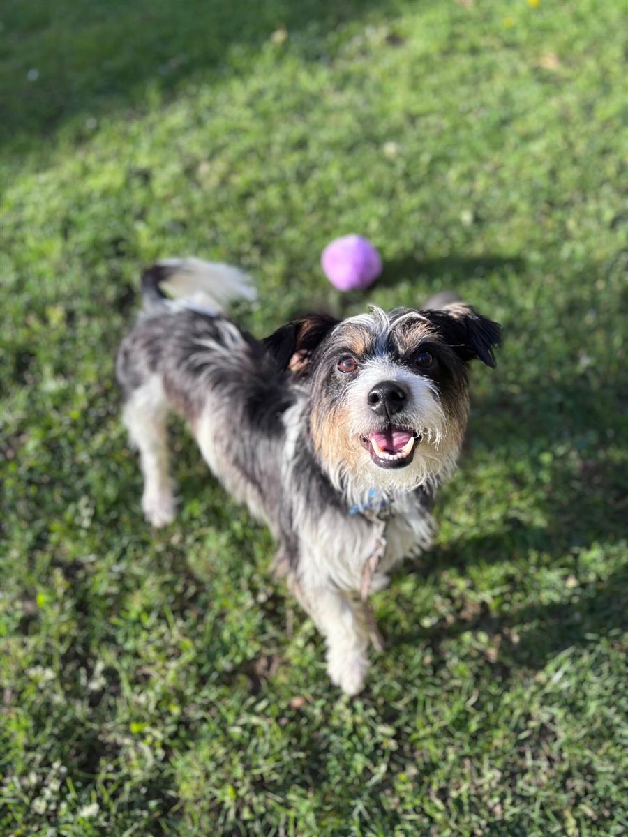 Thor, a 2 years old male Jack Russell Terrier available for adoption from Blue Cross in Suffolk rehoming centre, Suffolk