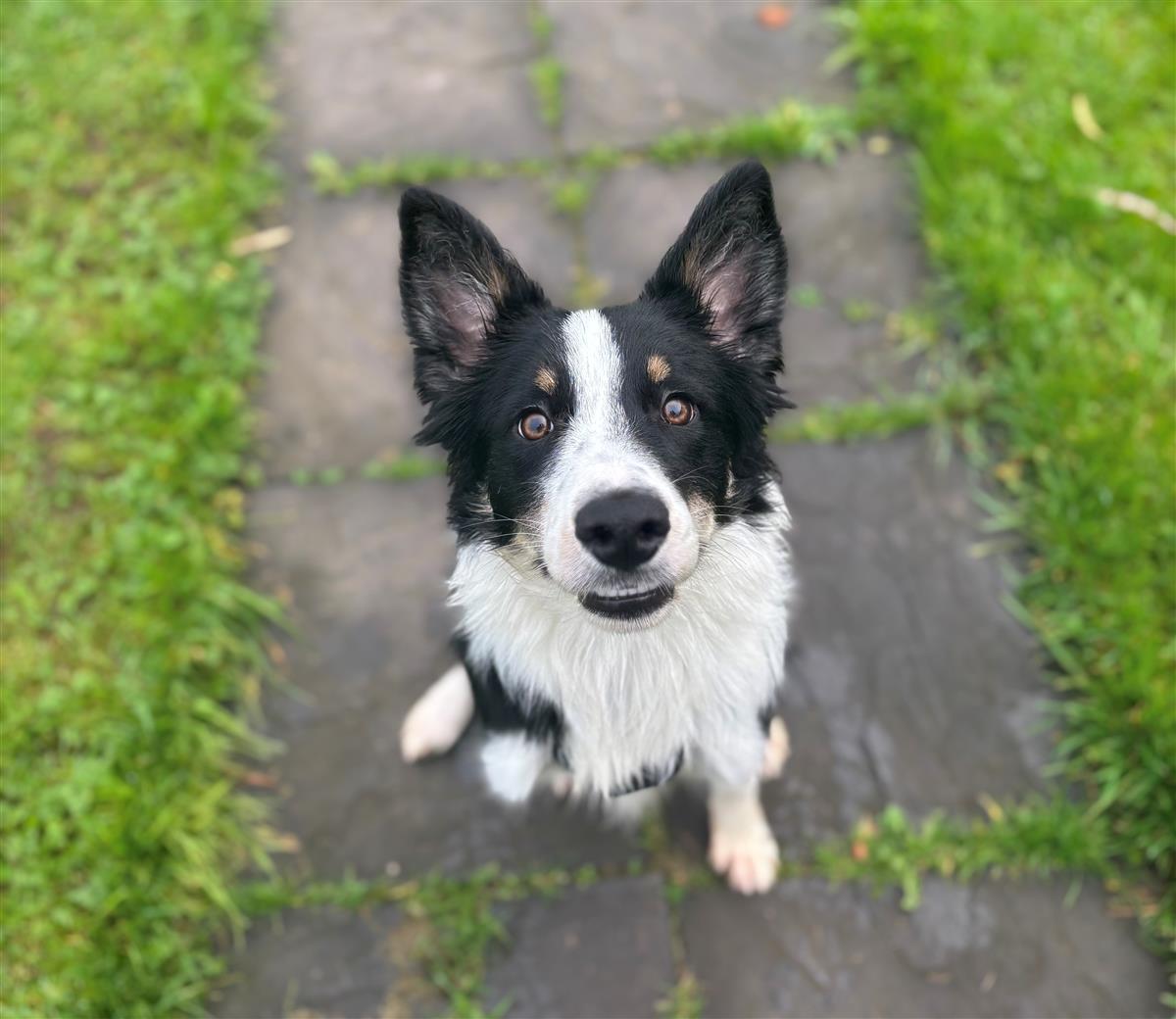Luca, a 7 months old male Border Collie available for adoption from Blue Cross in West Midlands: Bromsgrove rehoming centre