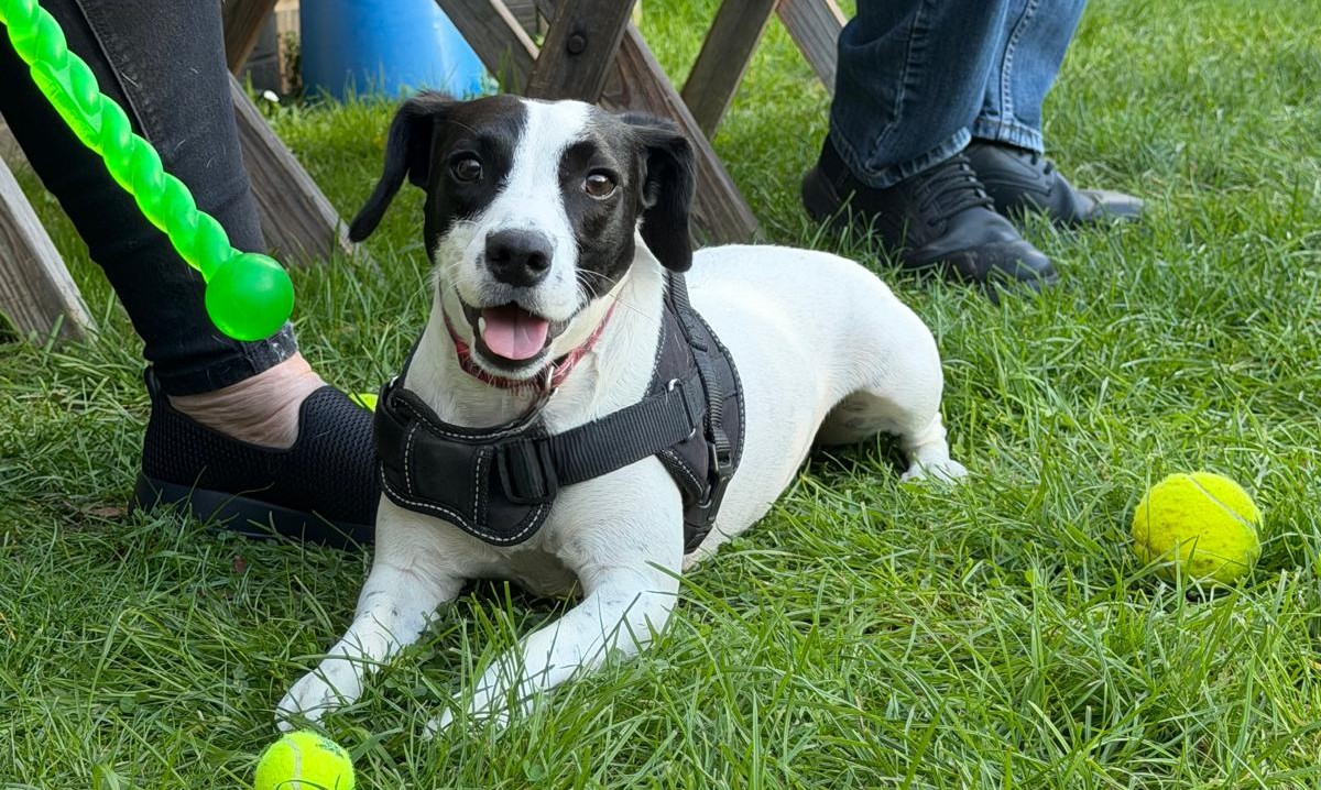 Max, a 2 years old male Jack Russell Terrier available for adoption from Blue Cross in South Yorkshire: Sheffield rehoming, advice and behaviour unit