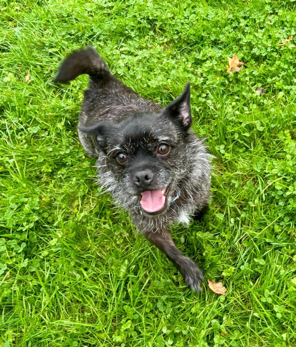 Betty & Boo, a 6 years old female West Highland White Terrier available for adoption from Blue Cross in Hampshire: Southampton rehoming centre