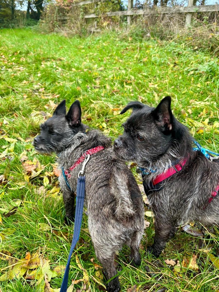 Boo & Betty, a 6 years old male West Highland White Terrier available for adoption from Blue Cross in Hampshire: Southampton rehoming centre