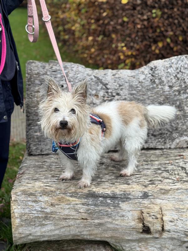 Missy, a 12 years old female Jack Russell Terrier available for adoption from Blue Cross in Oxfordshire: Burford rehoming centre