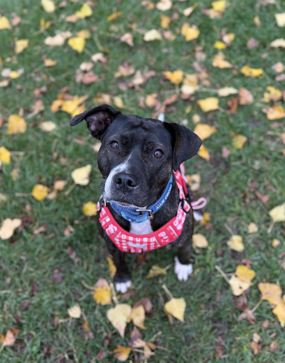 Roxy, a 4 years old female Staffordshire Bull Terrier available for adoption from Blue Cross in Aston Fields, West Midlands