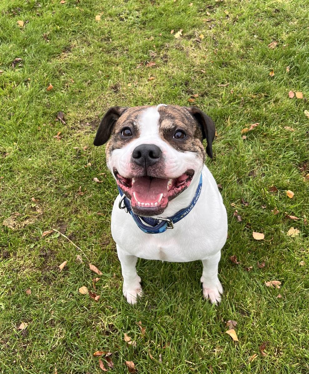 Bob, a 4 years old male Staffordshire Bull Terrier available for adoption from Blue Cross in West Midlands: Bromsgrove rehoming centre, Worcestershire
