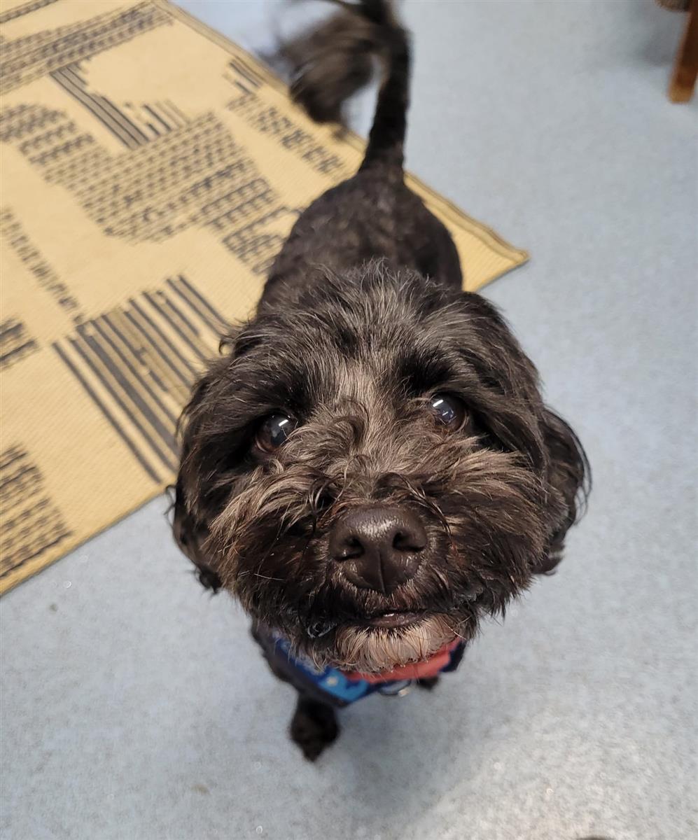 Casper And Polly, a 10 years old male Poodle available for adoption from Blue Cross in Yorkshire: Thirsk rehoming centre, North Yorkshire