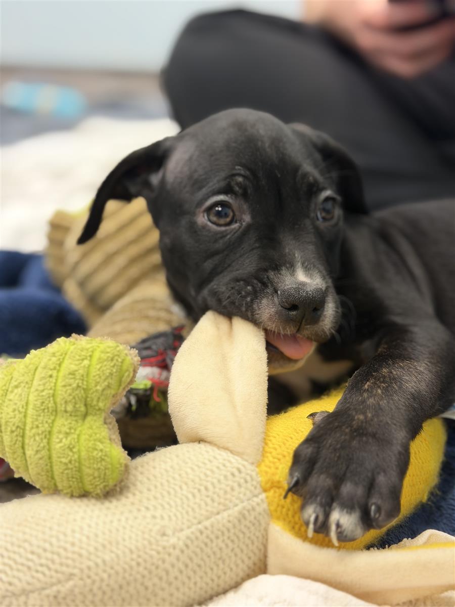 Athena, a 2 months old female Cane Corso available for adoption from Blue Cross in South Yorkshire: Sheffield rehoming, advice and behaviour unit